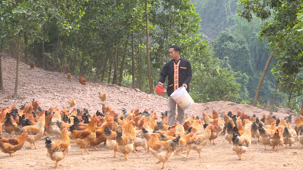 Nhờ được vay vốn, anh Sằn Văn Cắm (thôn Hà Bắc, xã Hà Lâu, huyện Tiên Yên), đã mở rộng quy mô đàn gà lên hơn 10.000 con mỗi năm, mang lại thu nhập 600 triệu đồng/năm sau khi trừ chi phí.