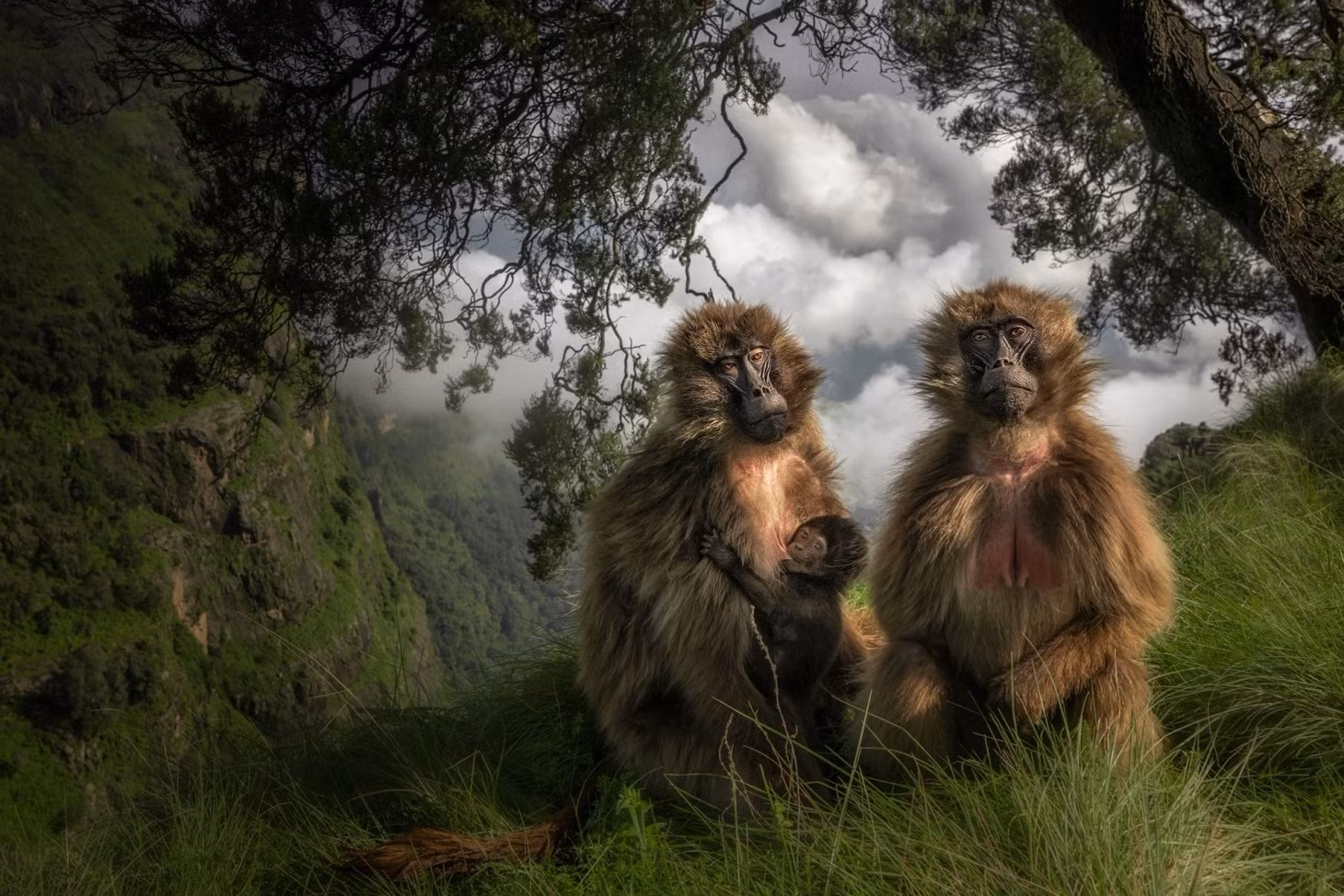 Gia đình nhà Geladas và con non tại Vườn quốc gia Simien Mountains, Ethiopia. Ảnh: Marco Gaiotti.