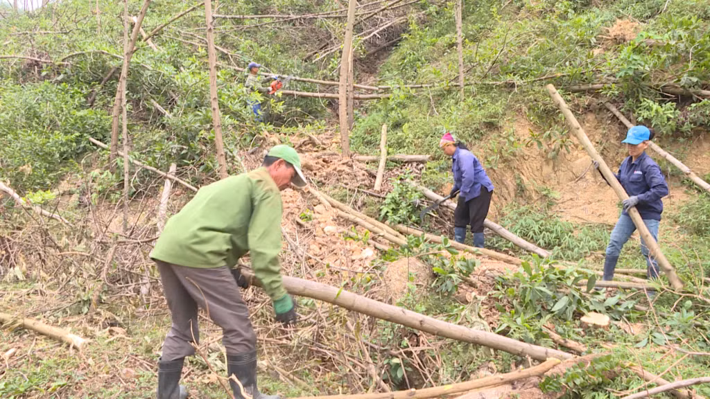 Các hộ dân phường Vàng Danh tranh thủ tận thu, dọn dẹp rừng.