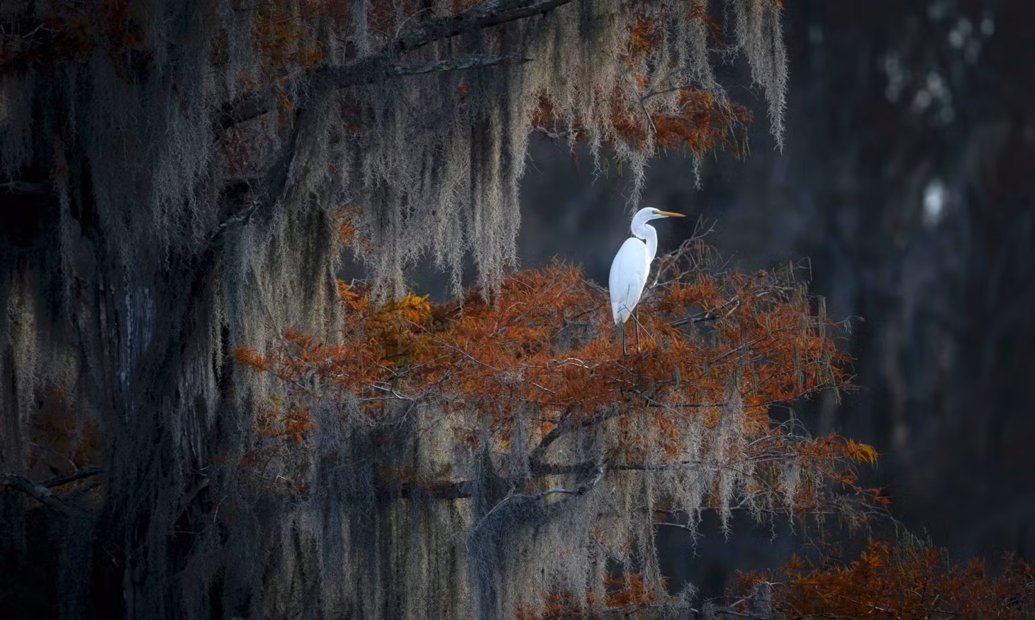 Chim diệc lớn tại khu bảo tồn động vật hoang dã quốc gia Caddo Lake, Uncertain, Texas, Mỹ. Ảnh: Michael Zheng.