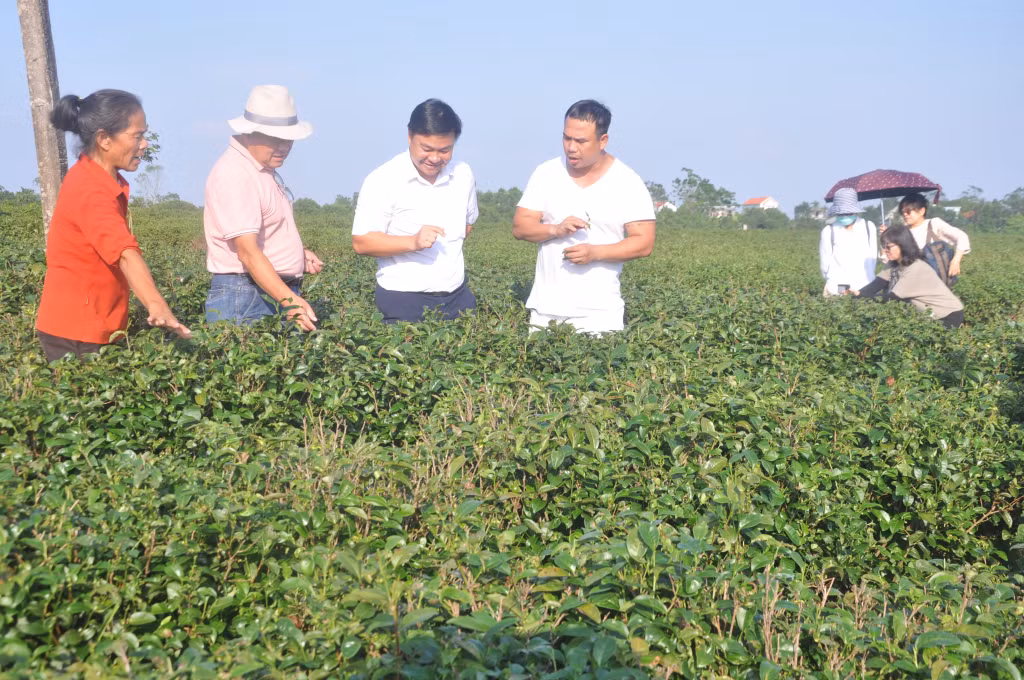 Bà Hà Ngọc Quỳnh (ngoài cùng, bên trái) giới thiệu cho khách nước ngoài về việc canh tác chè tại khu vực đồi chè của gia đình tại xã Quảng Long, Hải Hà.