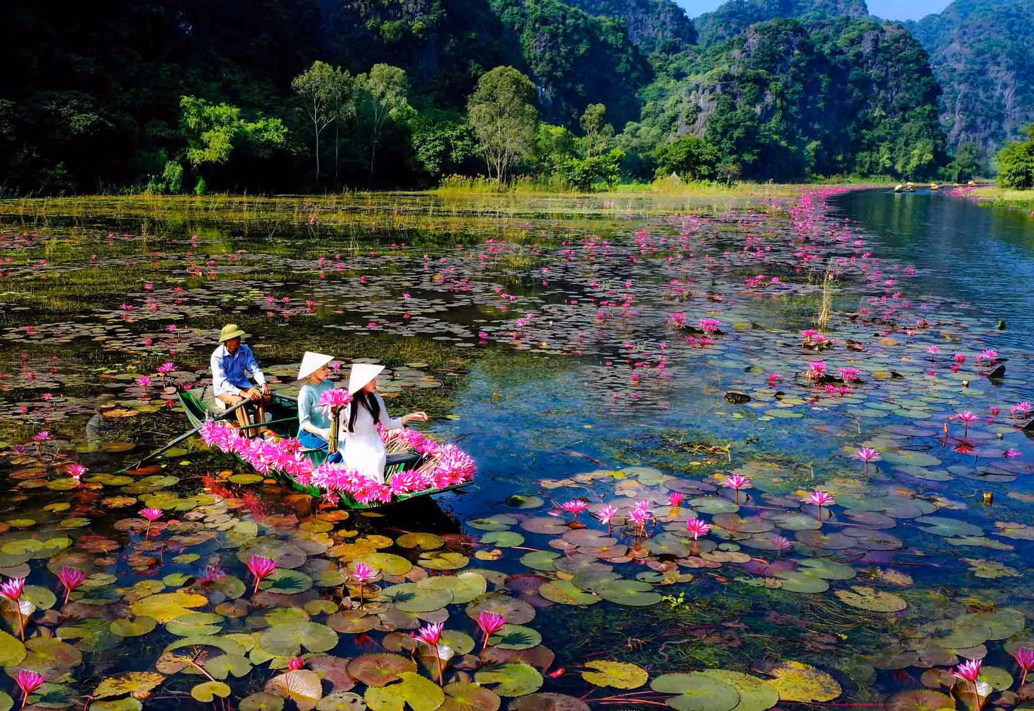 Thời điểm này, khu du lịch Tam Cốc (huyện Hoa Lư, tỉnh Ninh Bình) hiện lên ấn tượng bởi sắc hoa súng tím nở rực rỡ, trải dài hai bên bờ sông.