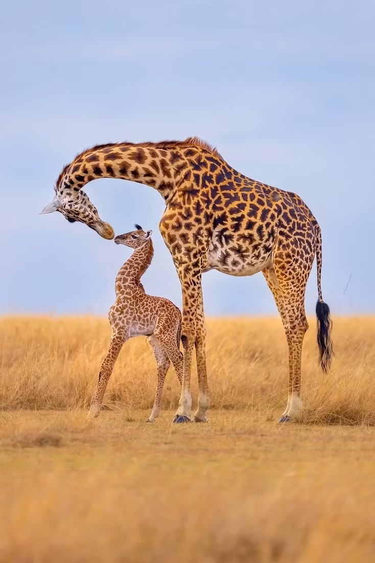 Hươu cao cổ Masai cưng nựng hươu con tại khu bảo tồn quốc gia Maasai Mara, Kenya. Ảnh: Thomas Nicholson.