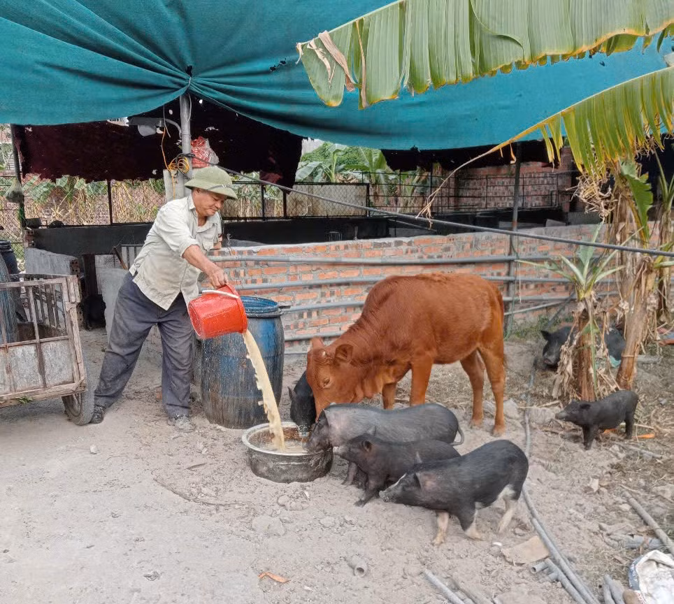 Anh Nguyễn Bá Tâm (khu Vĩnh Lập, phường Mạo Khê, TP Đông Triều) chăn nuôi gia súc, gia cầm.