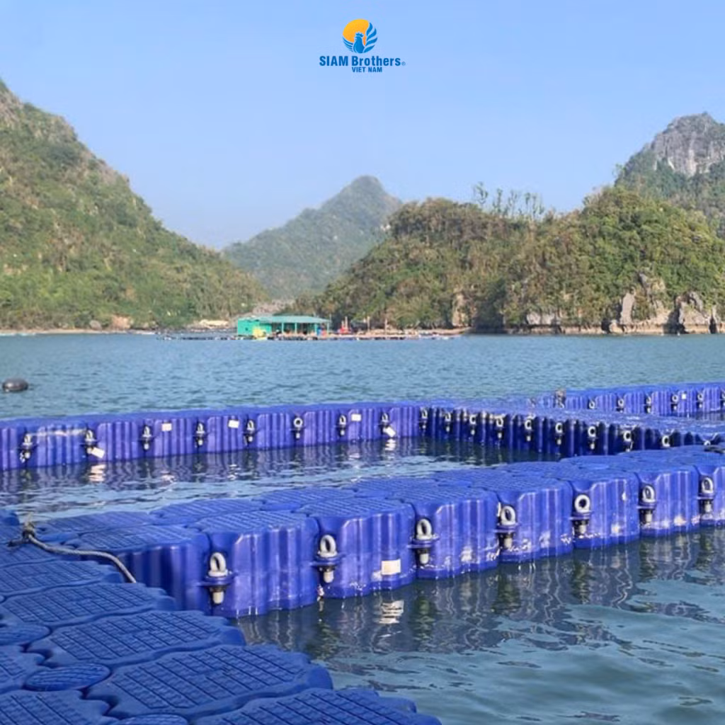Ghi nhận tại hộ anh Hiếu ở Quảng Ninh, sau bão, anh đã nhanh chóng phục hồi lại hệ thống lồng bè từ những chiếc phao HDPE trước đây anh đã chuyển đổi.