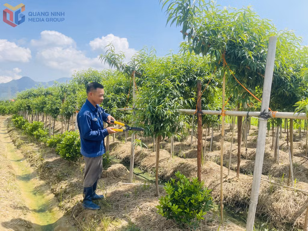 Nông dân Bình Khê chăm sóc cây cảnh.