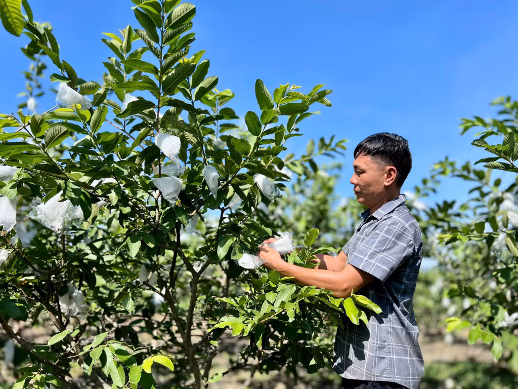 Mô hình trồng ổi của người dân xã Quảng La.