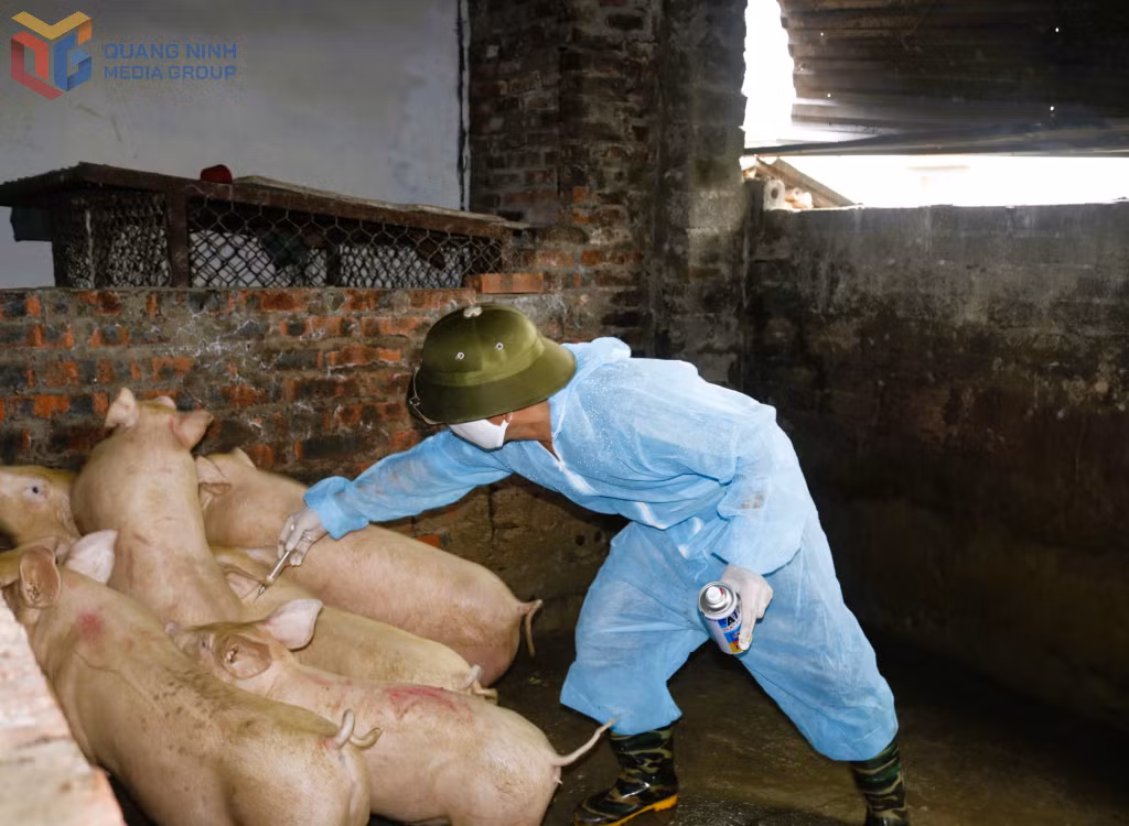 Chủ động phòng chống, thực hiện các biện pháp chăn nuôi an toàn, đẩy mạnh tiêm phòng vắc xin phòng tả lợn châu Phi là biện pháp hữu hiệu bảo vệ cho đàn lợn trước dịch bệnh.