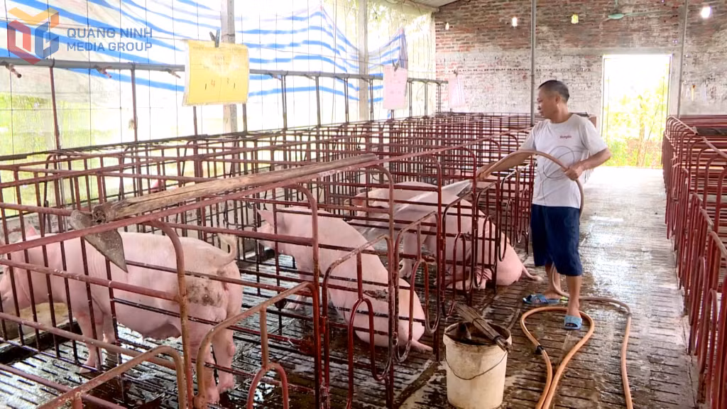 Ông Lê Đình Lộ - khu Trại Lốc, phường An Sinh đang chăm sóc đàn lợn còn lại sau dịch tả Châu Phi.