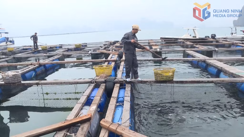 Nuôi cá lồng bè tại khu vực đảo Ông Cụ (phường Cẩm Phả).