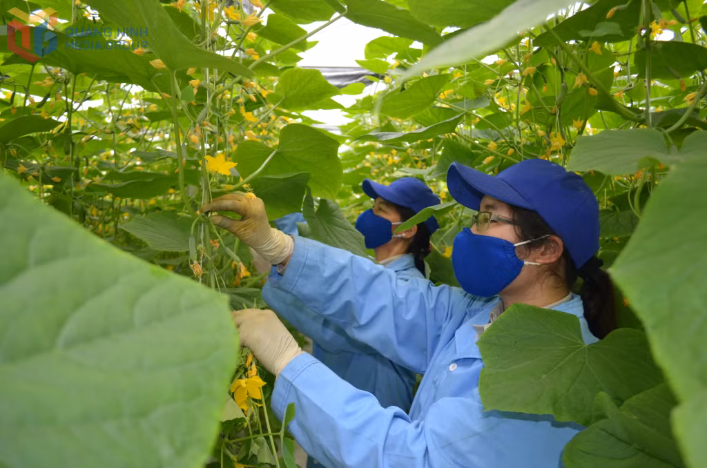 Mô hình trồng dưa lưới trong nhà ở Khu nông nghiệp công nghệ cao Vineco.