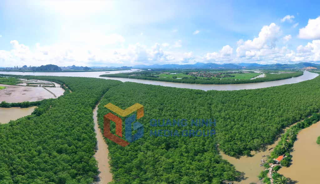 Rừng ngập mặn bạt ngàn - lá phổi xanh của đảo Hà Nam, đóng vai trò quan trọng trong bảo vệ môi trường và chống xâm thực (8-2025). Ảnh: Đỗ Giang