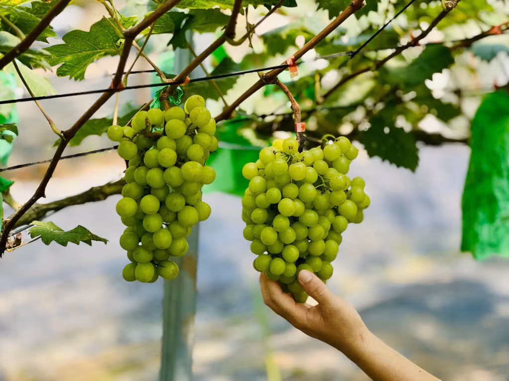 Những chùm nho sữa chín mọng mang thương hiệu nho Tân Dân.
