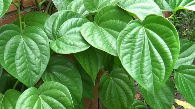 la-trau-khong
