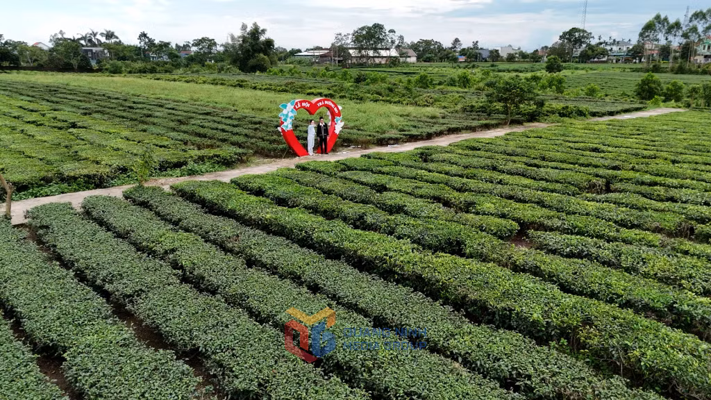 Vùng chè hữu cơ Đường Hoa được xác định là sản phẩm chủ lực gắn với phát triển du lịch sinh thái.
