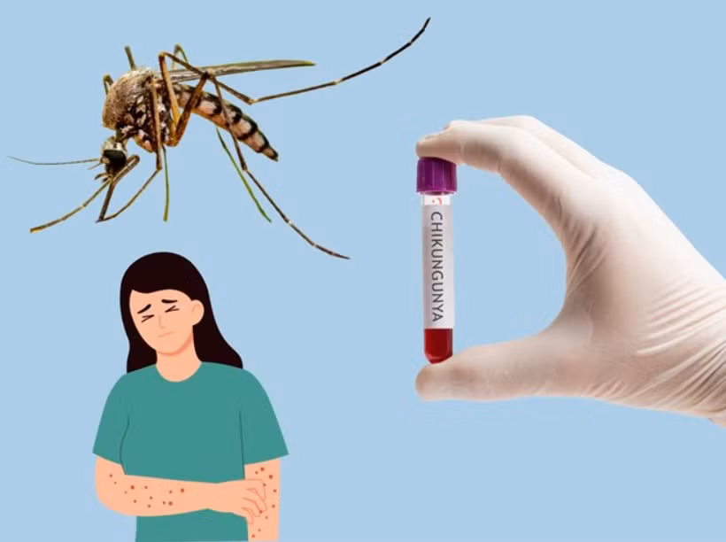 Muỗi Aedes gây dịch bệnh Chikungunya.