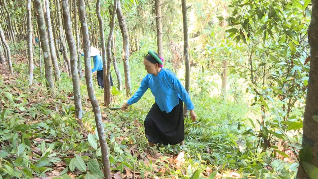 Người dân xã Đông Ngũ tham gia nhân rộng mô hình trồng quế hữu cơ. 