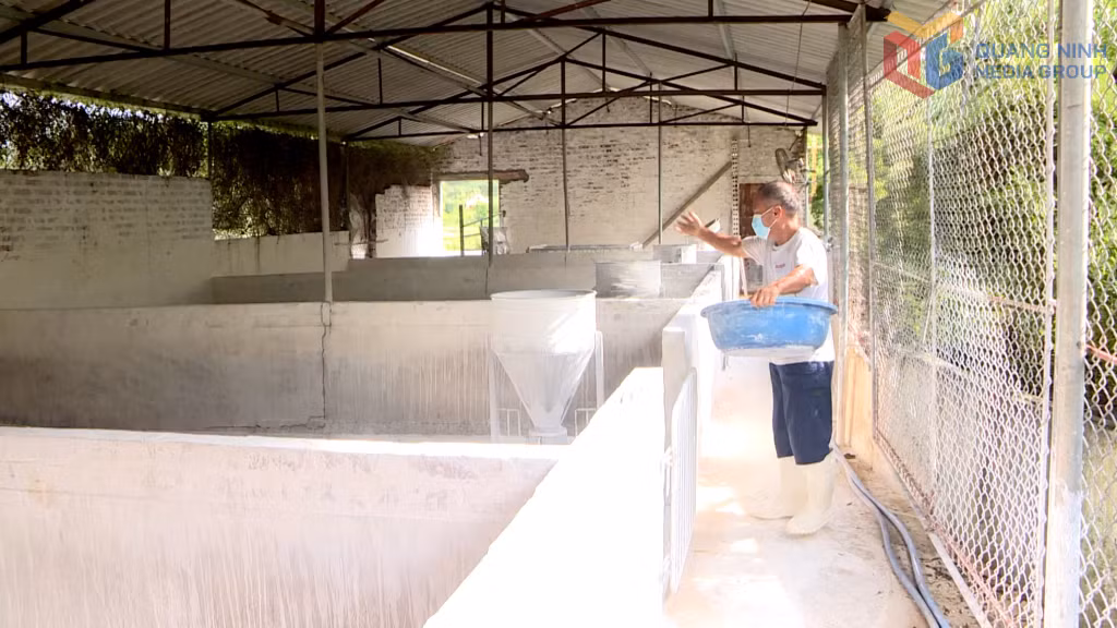 Hộ chăn nuôi lợn tại phường An Sinh tiêu độc, khử trùng chuồng trại chăn nuôi.