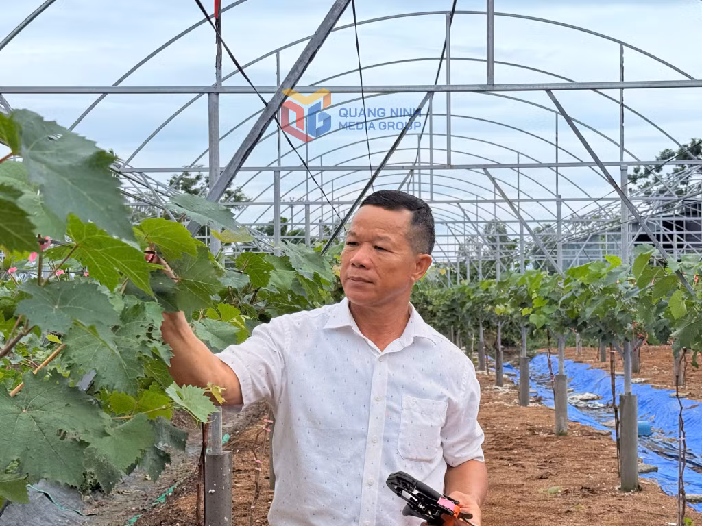 Hộ nông dân sản xuất kinh doanh giỏi Đồng Quang Cường (khu Cẩm Lũy, phường Phong Cốc).