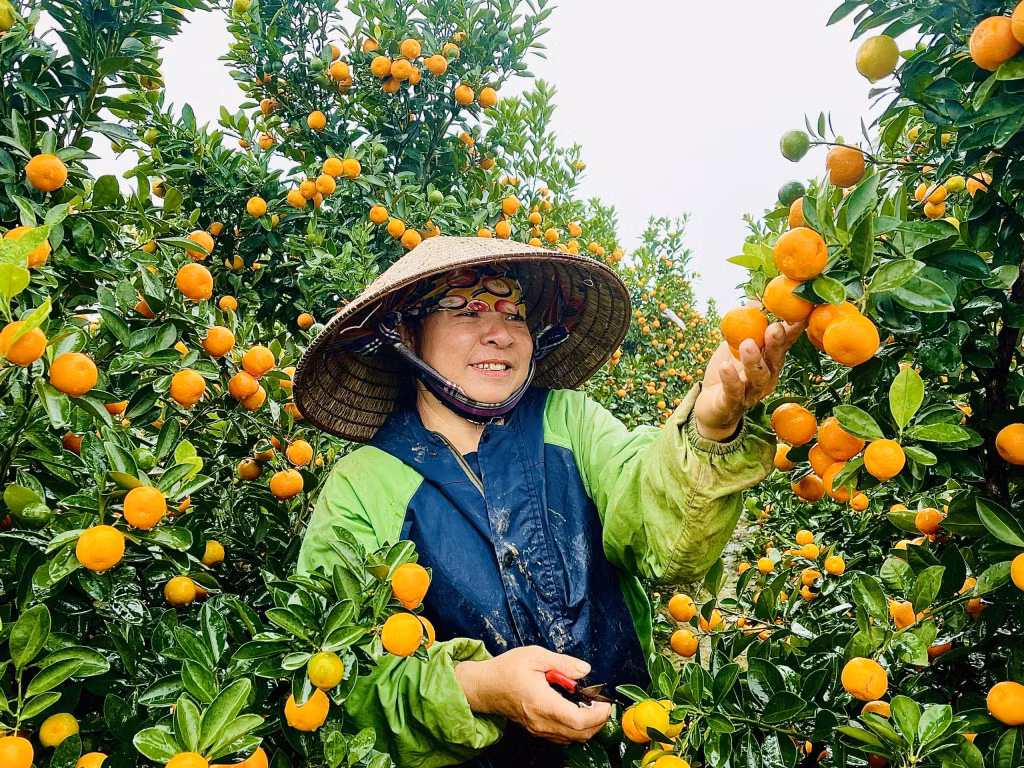 Quất cảnh ở Bình Khê vào vụ Tết. Ảnh Minh Đức