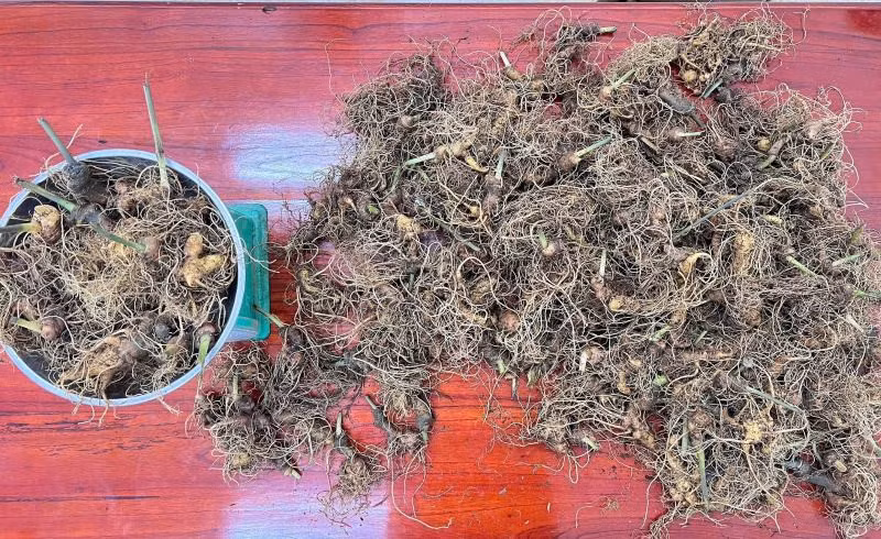 Công an thu hồi tang vật vụ trộm hàng trăm củ sâm Ngọc Linh, ở Đà Nẵng. Ảnh: CACC
