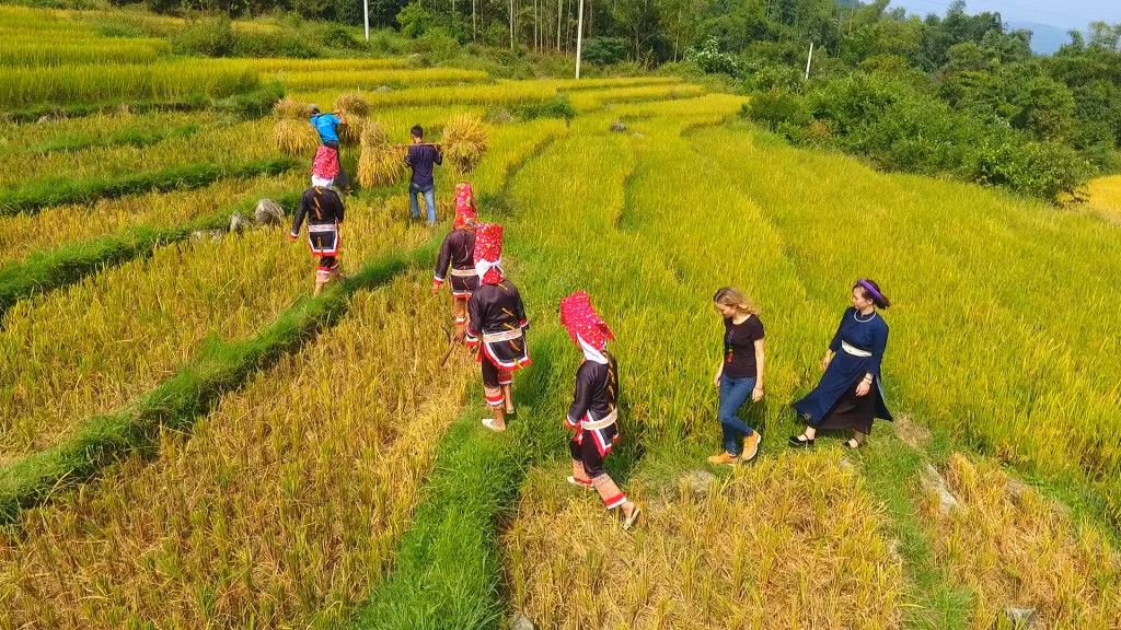 Cuối tháng 10, đầu tháng 11 là thời điểm lúa chín vàng trên những thửa ruộng bậc thang ở Bình Liêu. Ảnh chụp mùa gặt năm 2020.