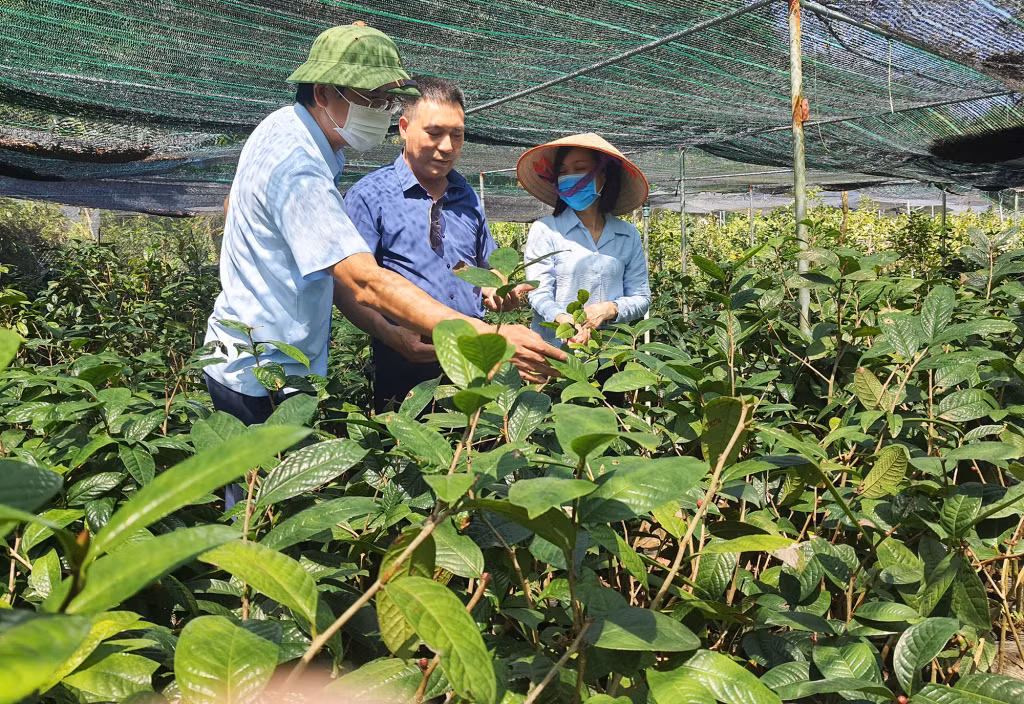 Vườn trà hoa vàng hàng ngàn cây được nhân giống tại Công ty TNHH Quy Hoa.