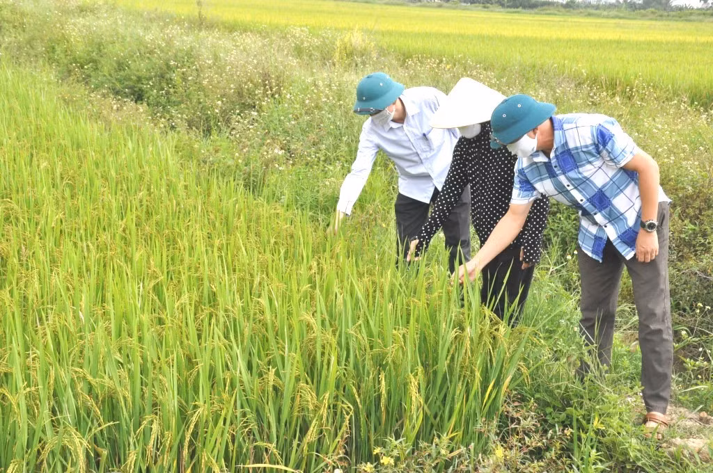 Bà con nông dân xã Bình Dương (TX Đông Triều) lao động sản xuất trở lại sau khi xã được dỡ bỏ giãn cách xã hội ngày 25/2/2021.