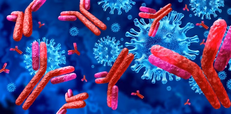 Minh hoạ kháng thể tấn công các protein gai trên bề mặt virus, ngăn virus xâm nhập tế bào.