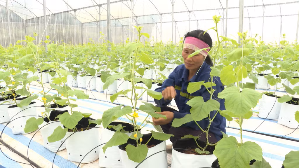 Nông dân huyện Đầm Hà trồng dưa lưới công nghệ nhà màng cho năng suất cao.