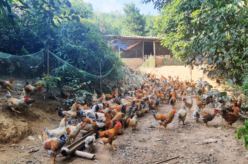 Đàn gà Tiên Yên tại hộ anh Đặng Văn Tiến, xã Phong Dụ, huyện Tiên Yên.