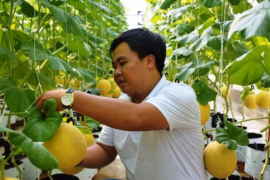 Sản phẩm dưa trồng theo công nghệ cao của anh Nguyễn Huy Hào. Ảnh: TL