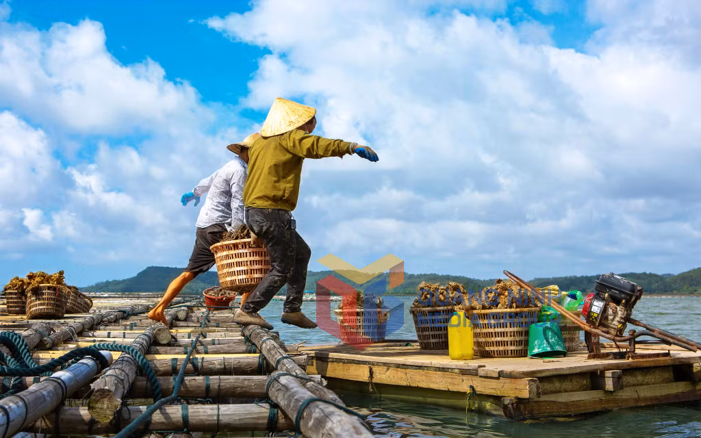 Thu hoạch hầu trên đảo Hoàng Tân - TX Quảng Yên. Ảnh: Nguyễn Long Giang
