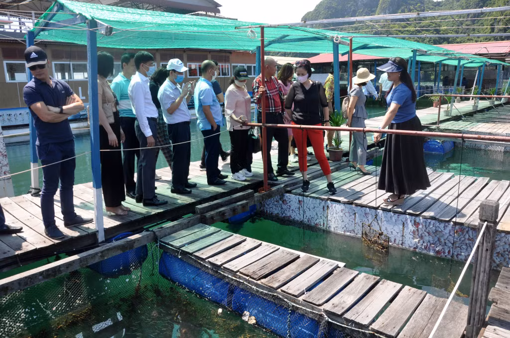 Du khách tham quan khu nuôi trồng ngọc trai trên Vịnh Hạ Long.