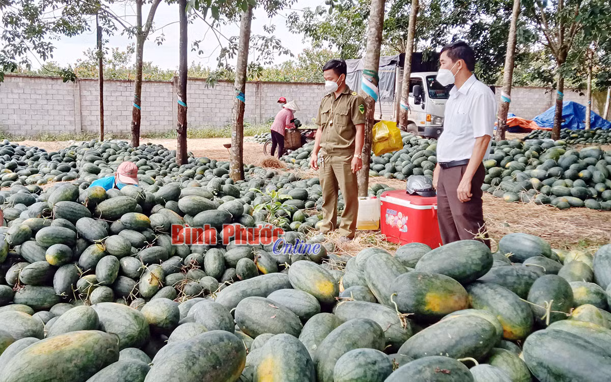 Chính quyền và lực lượng chức năng xã Thuận Phú giám sát, hỗ trợ thu hoạch dưa đảm bảo an ninh trật tự và phòng, chống dịch Covid-19