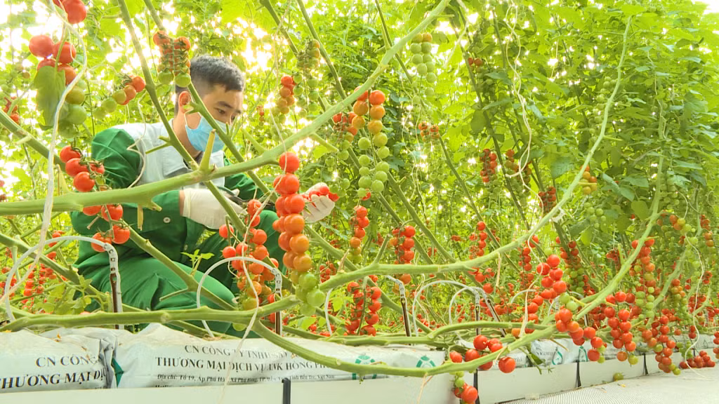 Công nhân Công ty TNHH VinEco thu hoạch sản phẩm nông nghiệp áp dụng quy trình Vietgap tại xã Hồng Thái Tây, TX Đông Triều.