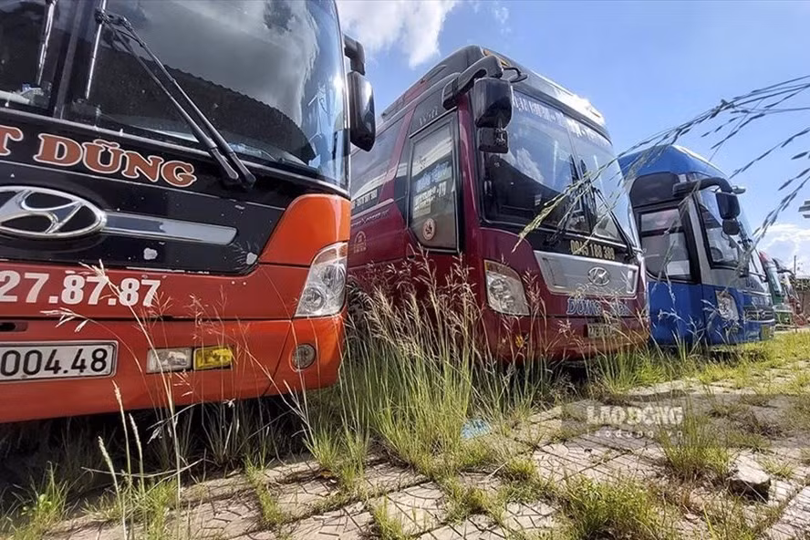 Hàng trăm xe khách nằm đắp chiếu trong bãi đỗ xe tại TP.Điện Biên Phủ từ nhiều tháng nay do dịch COVID-19. Ảnh: T.C