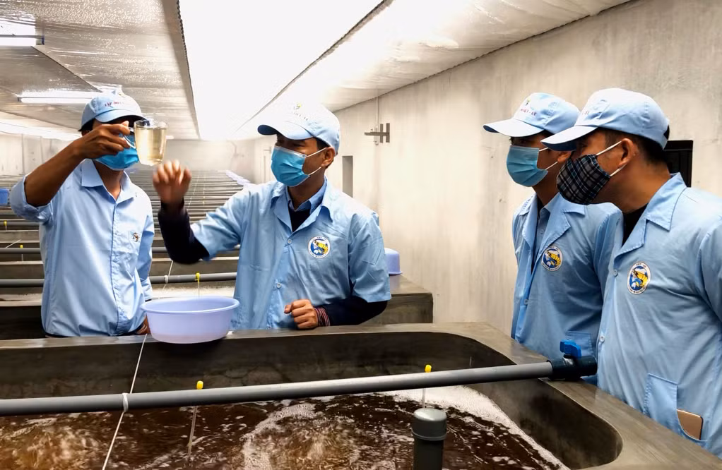 Sản xuất tôm giống tại Công ty CP thủy sản Việt Úc (huyện Đầm Hà).