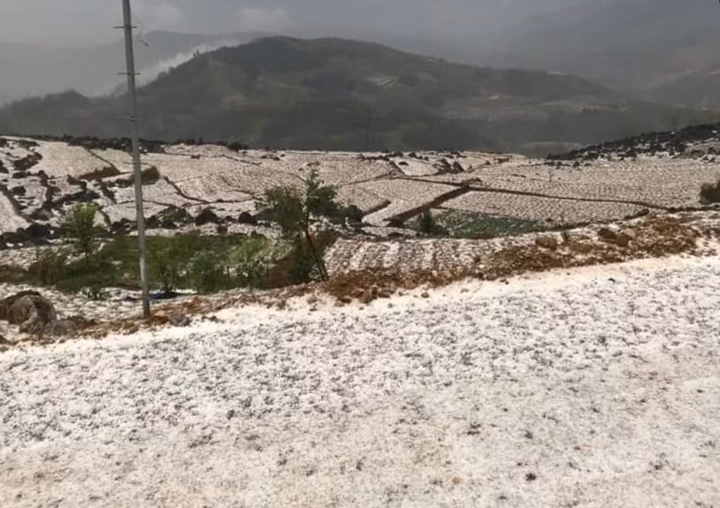 Mưa đá tàn phá nhiều diện tích hoa màu của người dân (Ảnh: Hoàng Tuấn).