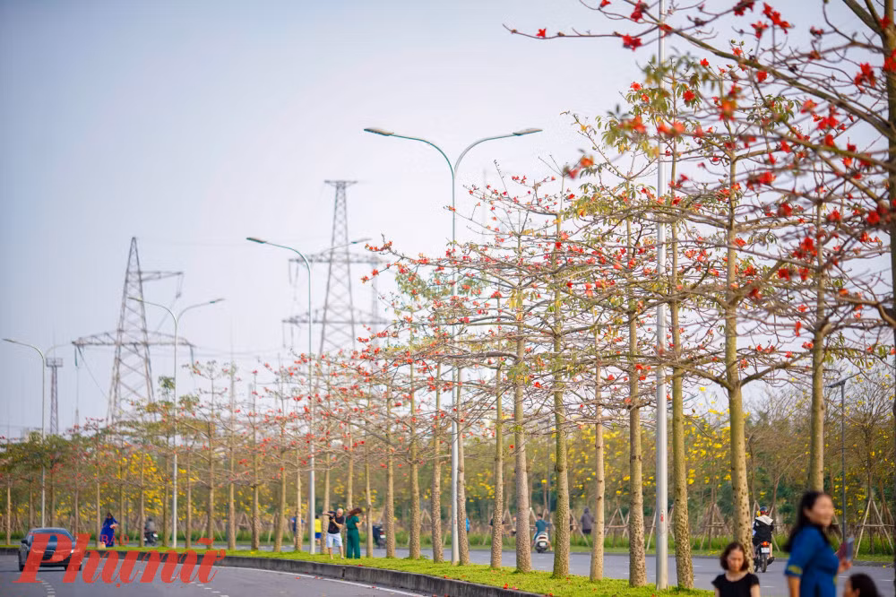 Tháng Ba là mùa hoa gạo. Tại Hà Nội, có một con đường sở hữu nét đặc biệt riêng, khi cùng lúc có cả hoa gạo và hoa phong linh đua nhau nở rộ.
