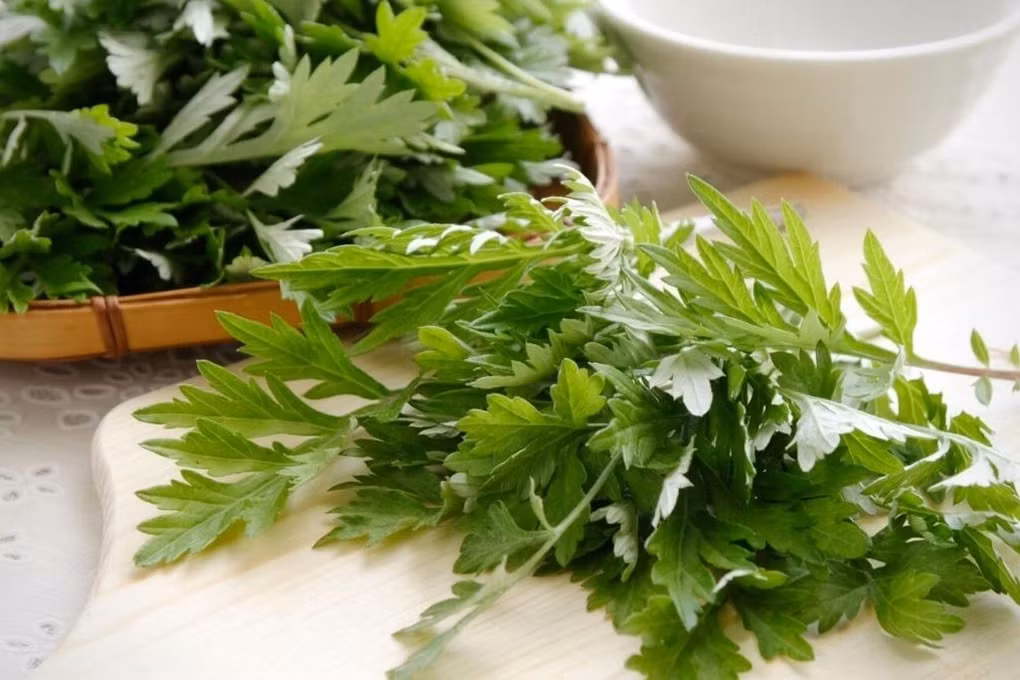 Cây ngải cứu là một loại cây cỏ có giá trị cao, có mùi hương đặc biệt, được sử dụng như một loại thảo dược có lợi cho sức khỏe (Ảnh: Getty).