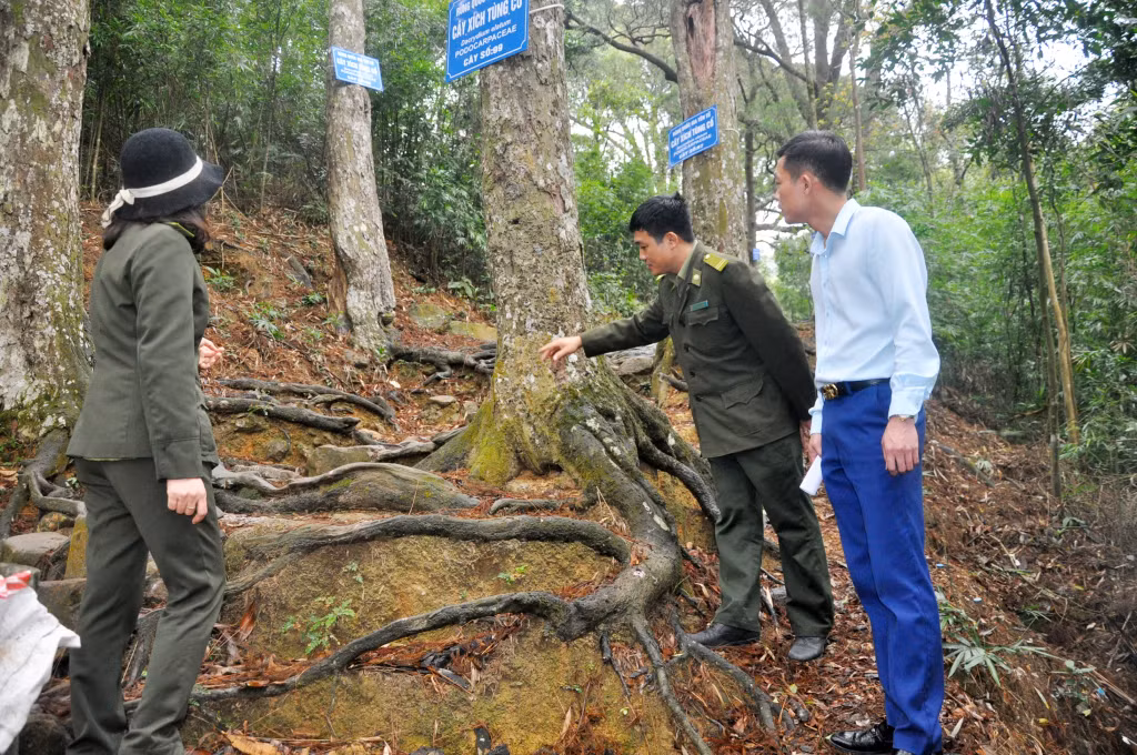 Cán bộ Ban Quản lý di tích và rừng Quốc gia Yên Tử kiểm tra thực địa rừng Quốc gia Yên Tử.