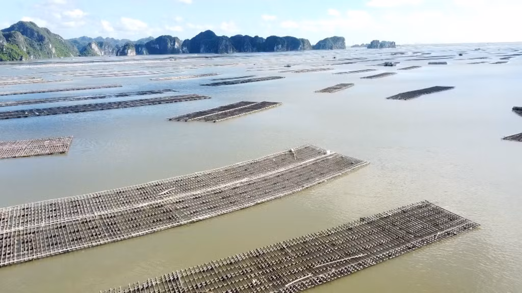 Đề án phát triển nuôi trồng thủy sản trên biển thị xã Quảng Yên đến năm 2030, tầm nhìn đến năm 2045 có tổng diện tích 865ha.