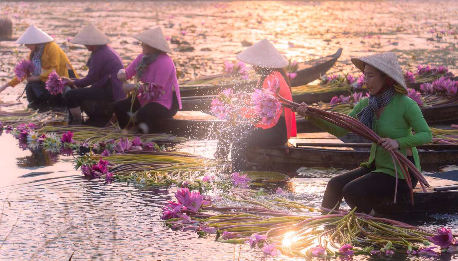 Nổi bật trên cánh đồng ngập nước là những bông súng rực rỡ và sắc màu áo bà ba của phụ nữ miền Tây. Ảnh: Nguyễn Khánh Vũ Khoa