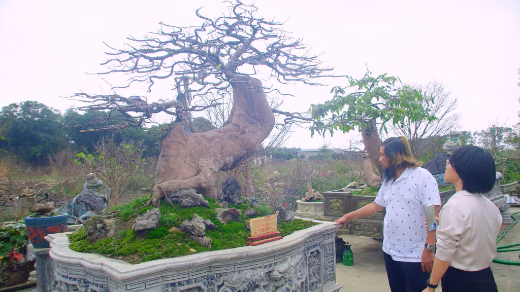 Trong chương trình ra mặt Hiệp hội Mai vàng Ngọa Vân Đông Triều, quan khách sẽ được tìm hiểu về loài hoa gắn với linh sơn Yên Tử.