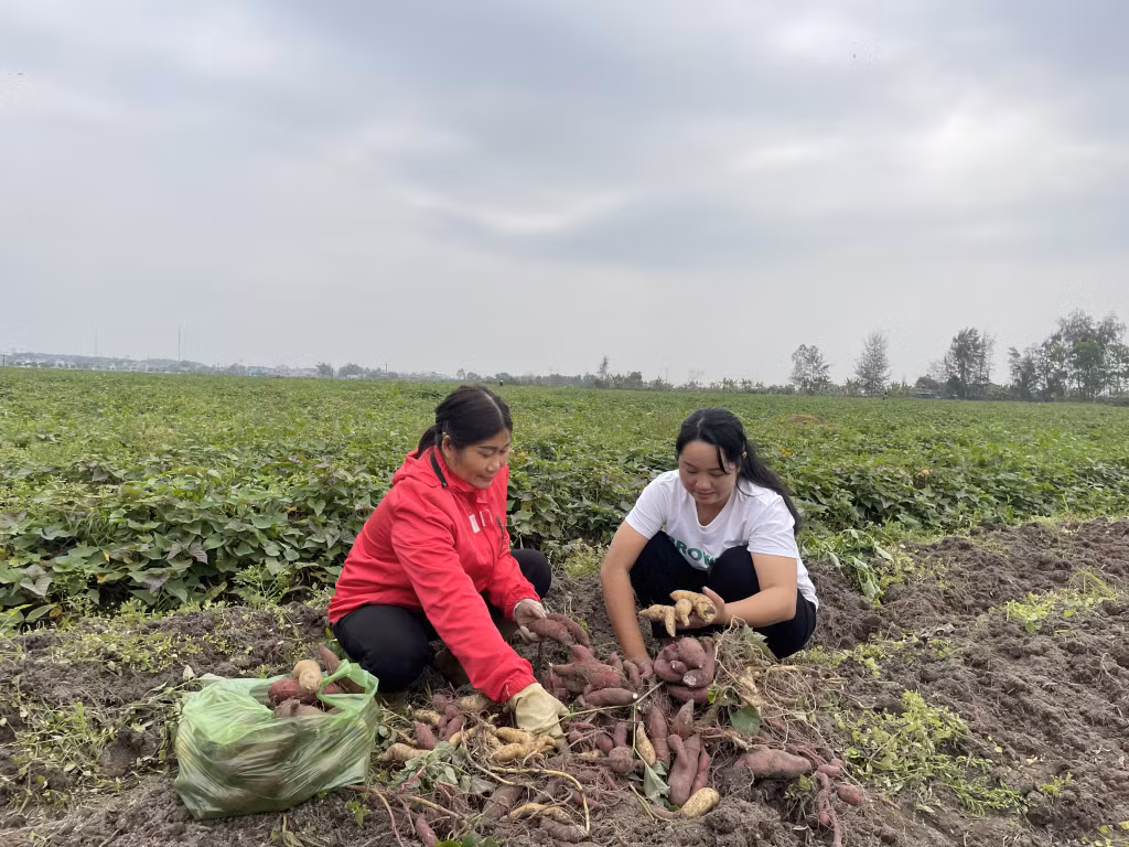 Chị Vương Thị Huyền (bên phải) thành lập HTX Dịch vụ nông nghiệp tổng hợp Việt Huyền (huyện Đầm Hà) từ tháng 8/2023, giải quyết việc làm cho 20 lao động theo mùa vụ ở địa phương.