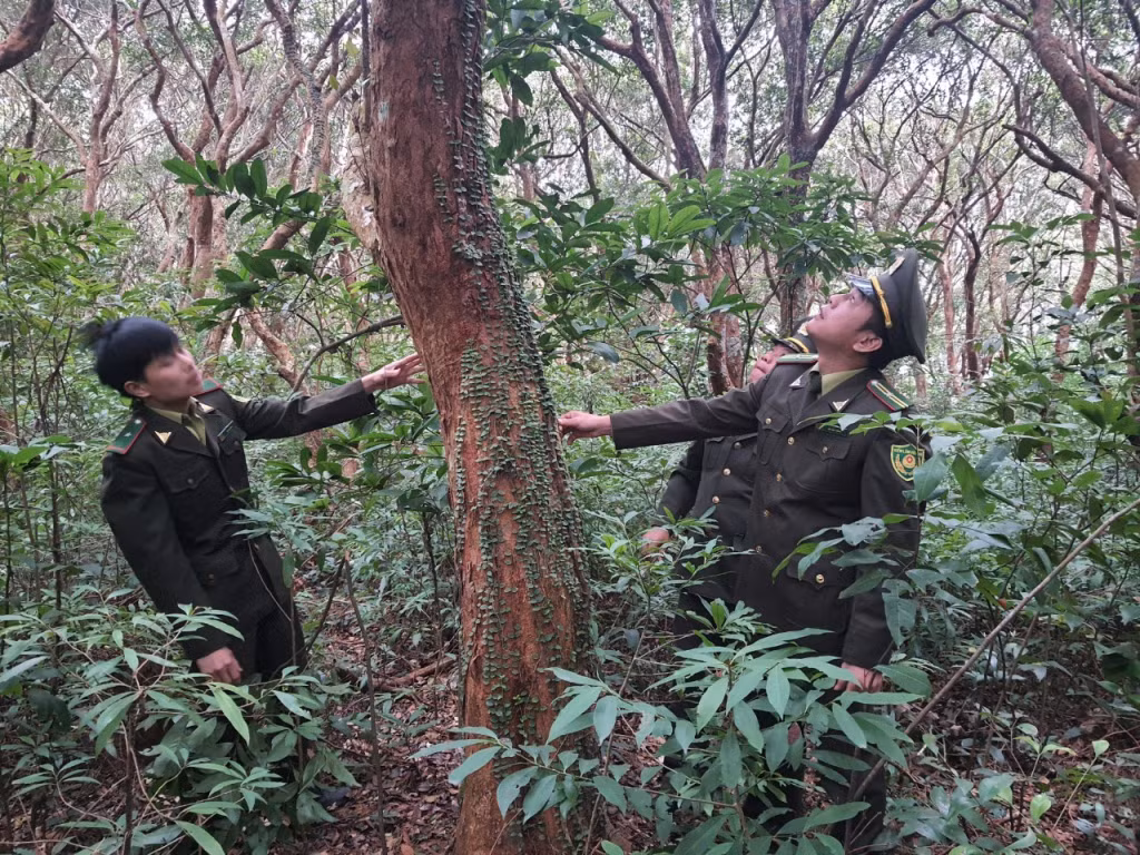 Rừng châm trăm tuổi ở xã Minh Châu, huyện Vân Đồn.