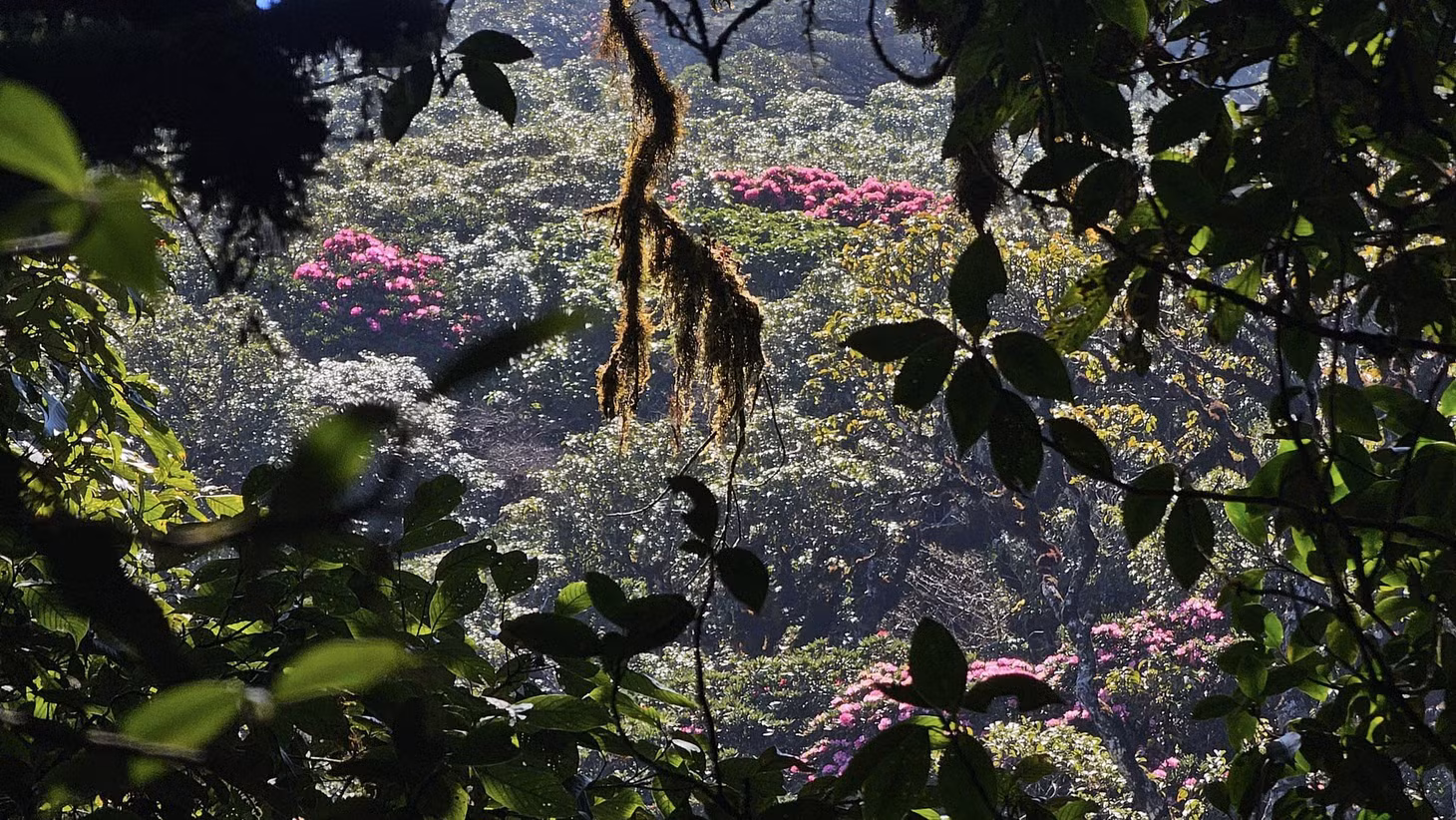 Anh Lù A Cu, hướng dẫn viên bản địa ở Yên Bái, cho biết: “Cung đường trekking đỉnh Sa Mu đi xuyên qua một khu rừng nguyên sinh nhiệt đới, có thảm thực vật đa dạng như rêu, đỗ quyên, lá phong, rừng trúc, cây cổ thụ to và nhiều suối, thác...”.