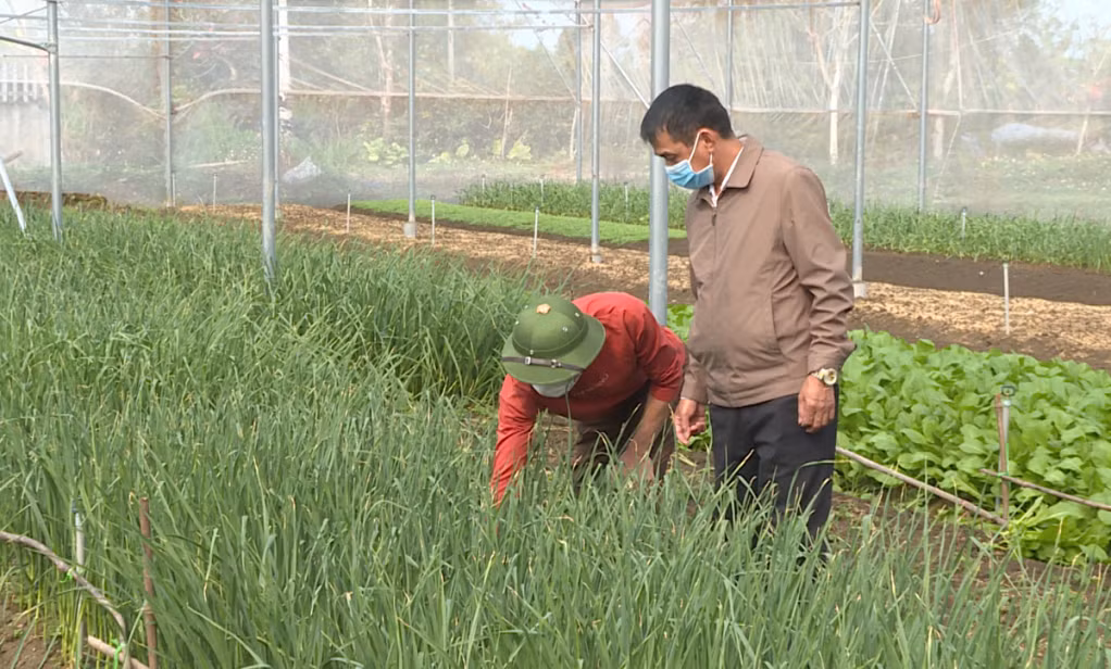 Trồng rau trong hệ thống nhà lưới của HTX Dịch vụ thương mại và sản xuất rau an toàn Trung Thái (huyện Hải Hà). Ảnh tư liệu.