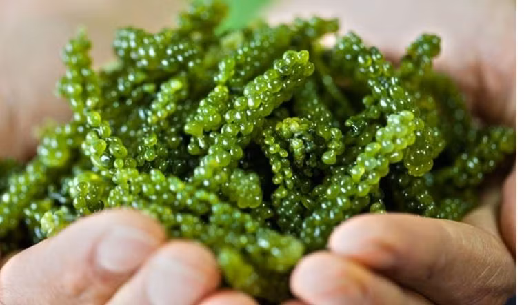 Tảo xoắn cực giàu nguồn dinh dưỡng